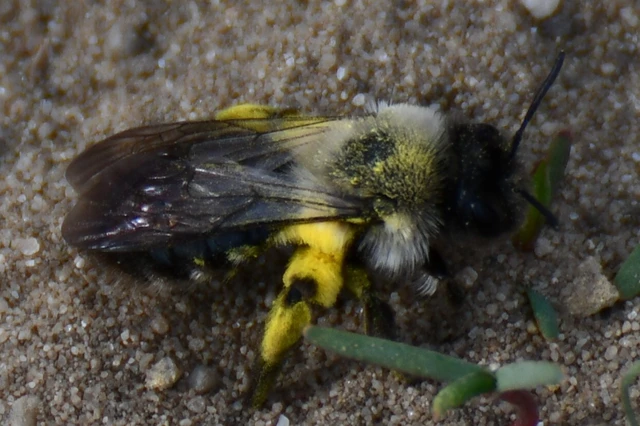 Andrena vaga