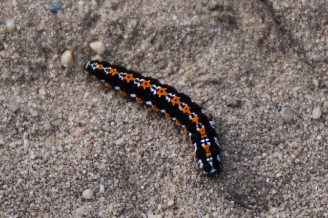 Ethmia