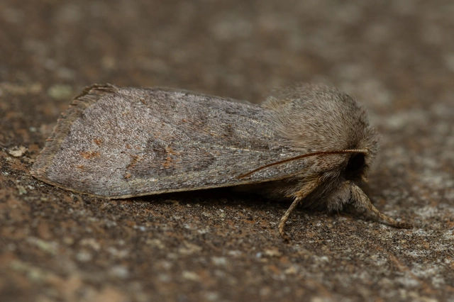 Orthosia populeti - nyárfa-barkabagoly