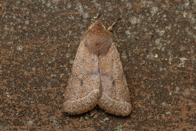 Orthosia cerasi - közepes barkabagoly