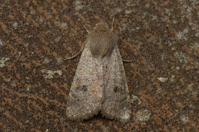 Orthosia cruda - kis barkabagoly