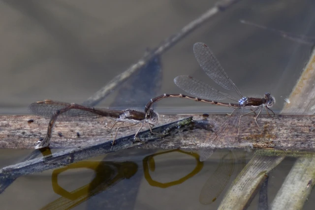Sympecma fusca - téli rablószitakötő