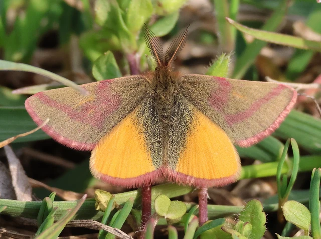 Lythria purpuraria - bíborsávos araszoló