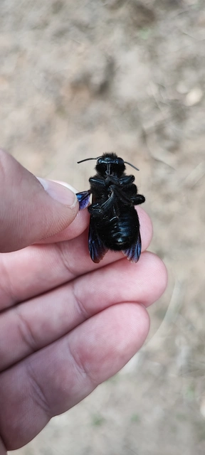 Xylocopa