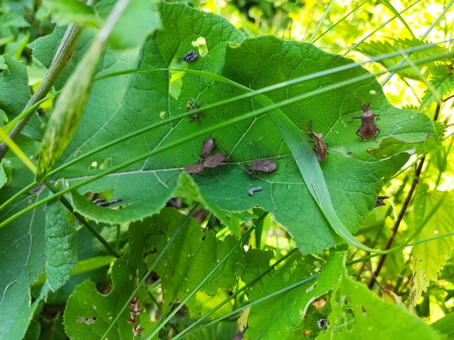 Coreus marginatus - közönséges karimáspoloska