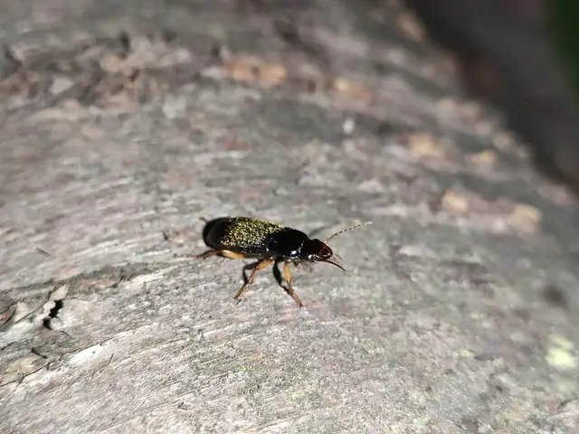 Harpalus griseus - kis selymesfutó