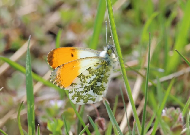 Anthocharis cardamines - hajnalpírlepke