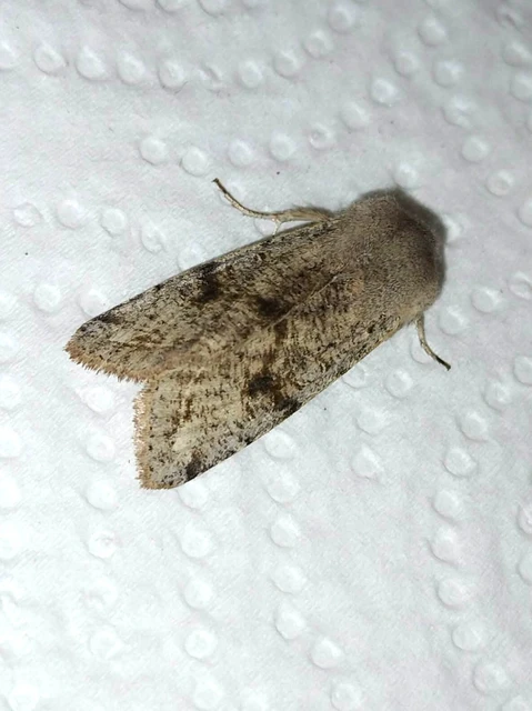 Orthosia incerta - változékony barkabagoly