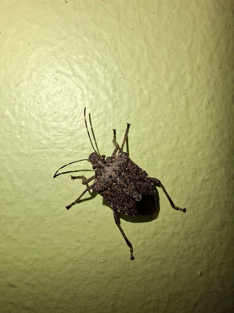 Halyomorpha halys - ázsiai márványospoloska