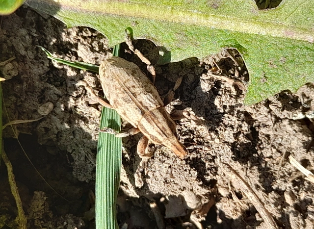 Pseudocleonus cinereus - hamvas barkó