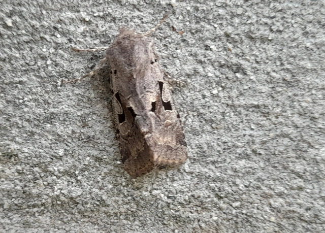 Orthosia gothica - feketefoltos barkabagoly