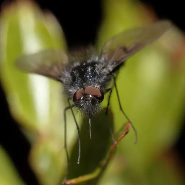 Bombylella atra - ezüstpettyes pöszörlégy