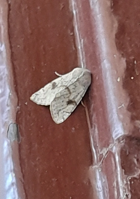 Orthosia incerta - változékony barkabagoly