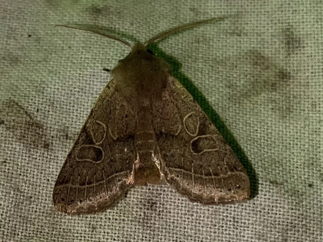 Orthosia cerasi - közepes barkabagoly