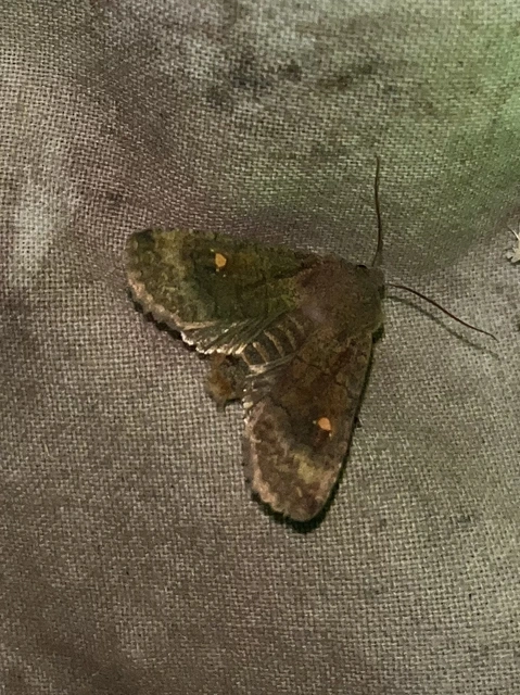 Eupsilia transversa - holdacskás télibagoly