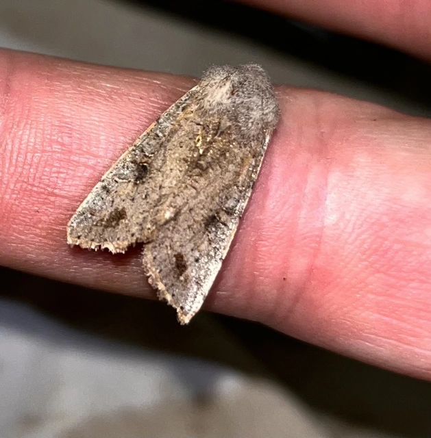 Orthosia incerta - változékony barkabagoly