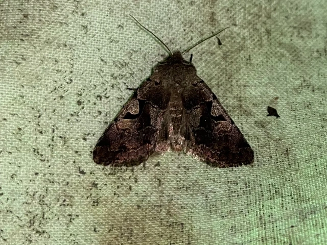Orthosia gothica - feketefoltos barkabagoly