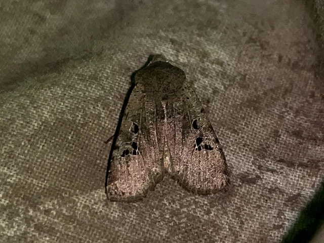 Conistra rubiginosa - szürke télibagoly