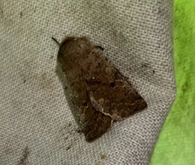 Orthosia cruda - kis barkabagoly