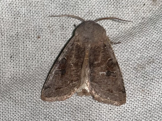 Orthosia incerta - változékony barkabagoly