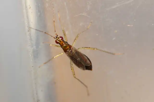 Dicyphus