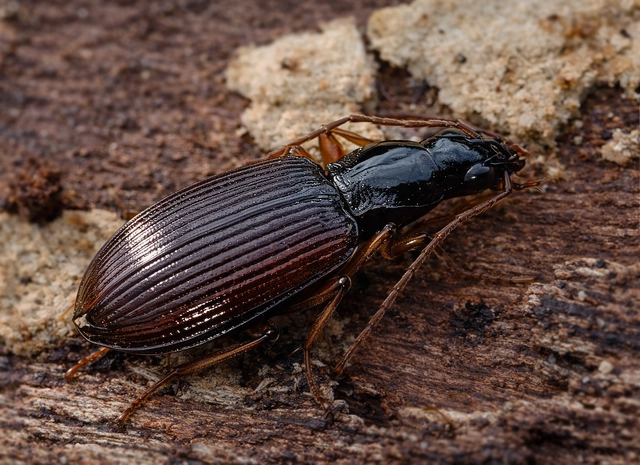 Oxypselaphus obscurus - barnás kisfutó