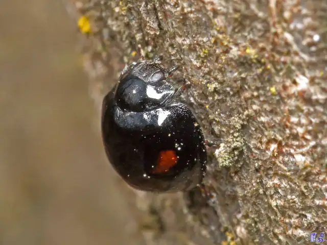 Chilocorus renipustulatus - vesefoltos szerecsenkata