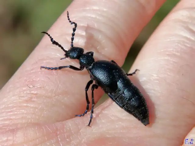 Meloe proscarabaeus - közönséges nünüke