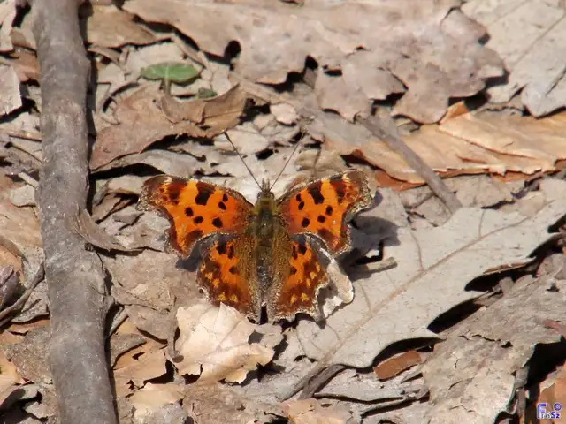 Nymphalis c-album - C-betűs lepke