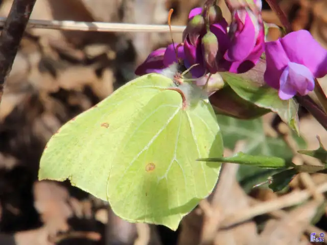 Gonepteryx rhamni - citromlepke