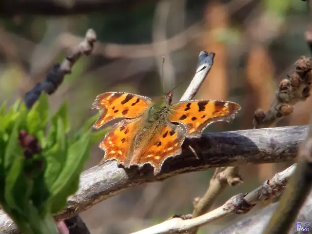 Nymphalis c-album - C-betűs lepke