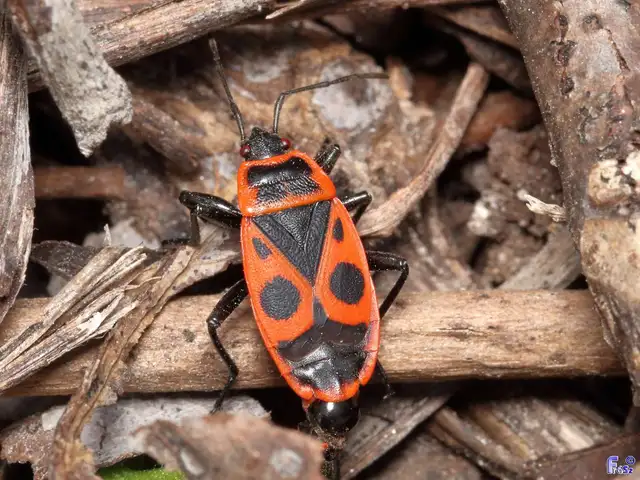Pyrrhocoris apterus - verőköltő poloska