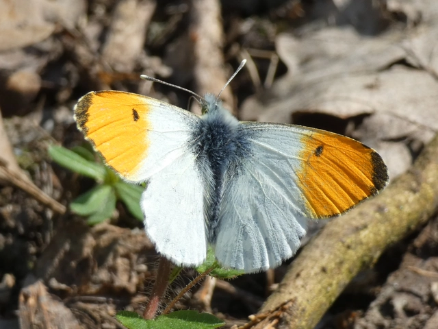 Anthocharis cardamines - hajnalpírlepke