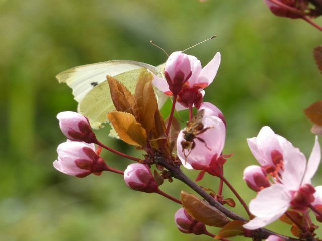 Pieris rapae - répalepke