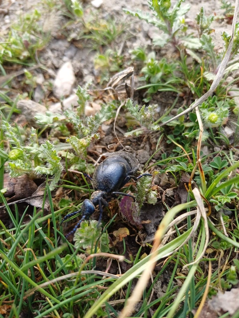 Meloe proscarabaeus - közönséges nünüke