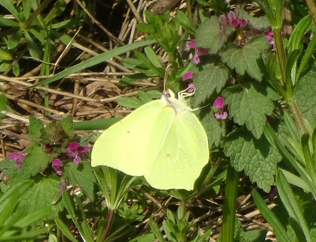 Gonepteryx rhamni - citromlepke