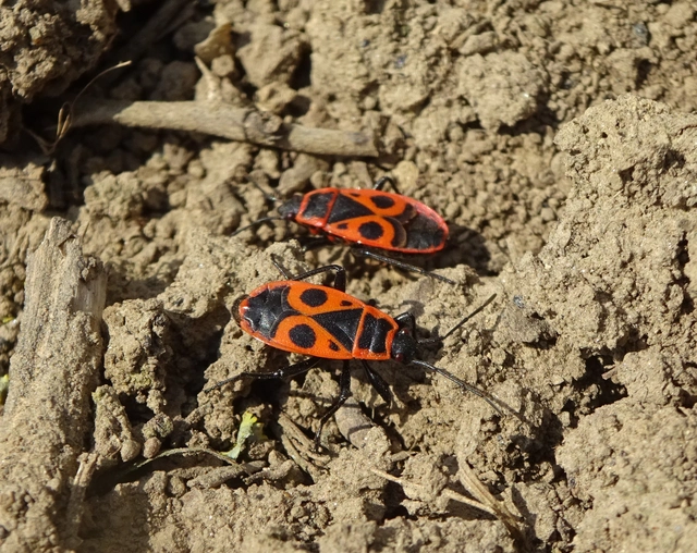 Pyrrhocoris apterus - verőköltő poloska