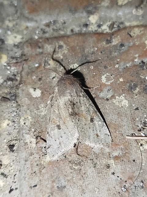 Orthosia incerta - változékony barkabagoly