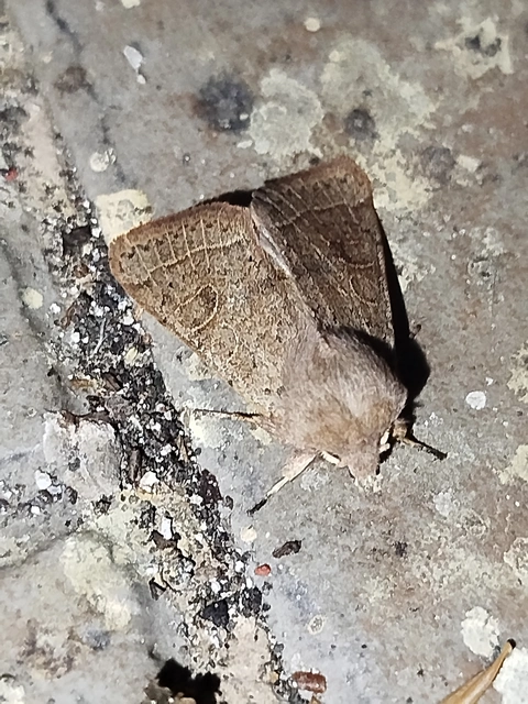 Orthosia cerasi - közepes barkabagoly