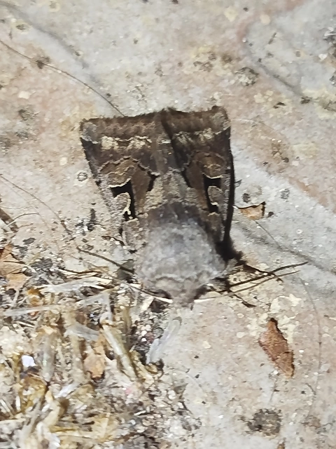 Orthosia gothica - feketefoltos barkabagoly