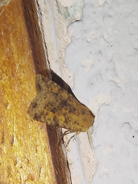 Conistra rubiginea - vörös őszibagoly