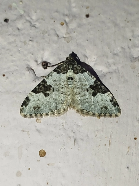 Xanthorhoe fluctuata - közönséges tarkaaraszoló