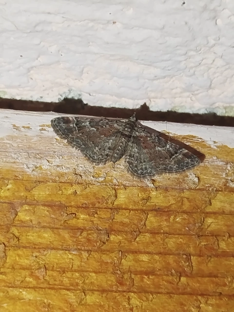 Gymnoscelis rufifasciata - vöröscsíkos törpearaszoló