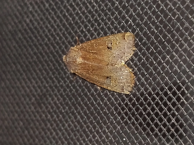 Conistra erythrocephala - vörösfejű őszibagoly