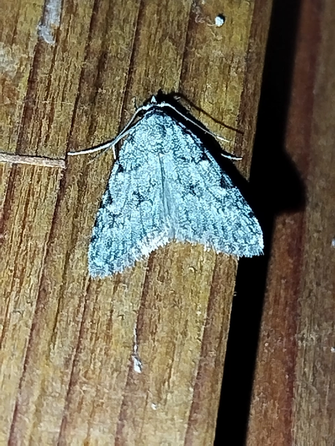 Nola cicatricalis - szürke pamacsosszövő