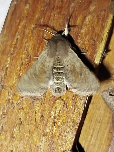 Orthosia cruda - kis barkabagoly