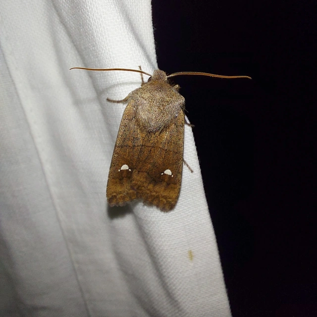 Eupsilia transversa - holdacskás télibagoly