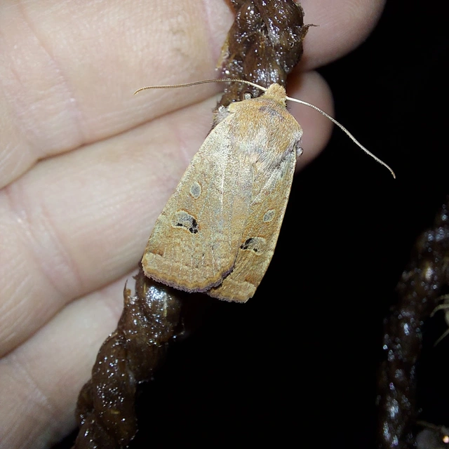 Conistra erythrocephala - vörösfejű őszibagoly