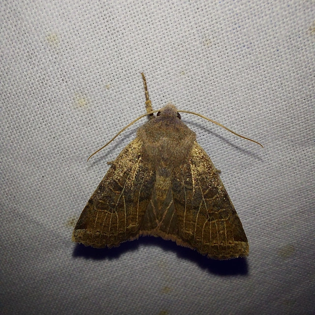 Conistra veronicae - veronika-őszibagoly