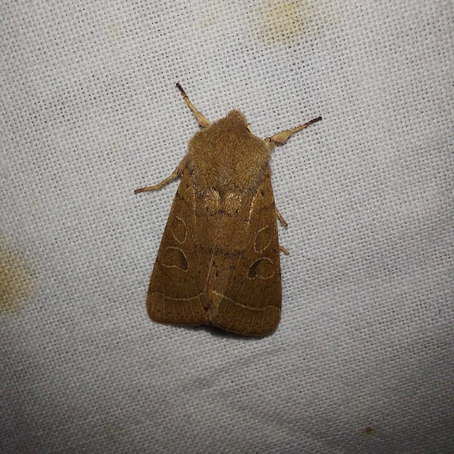 Orthosia cerasi - közepes barkabagoly